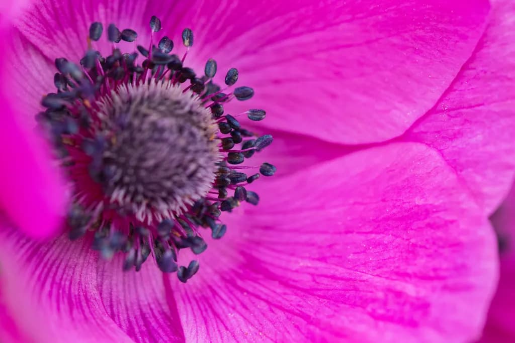 Vibrant Pink Petals: A Macro Journey into Nature's Beauty