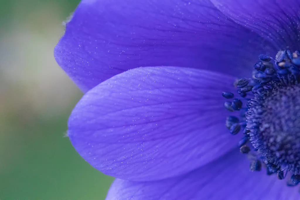 Whispers of Purple: A Macro Journey into Floral Beauty