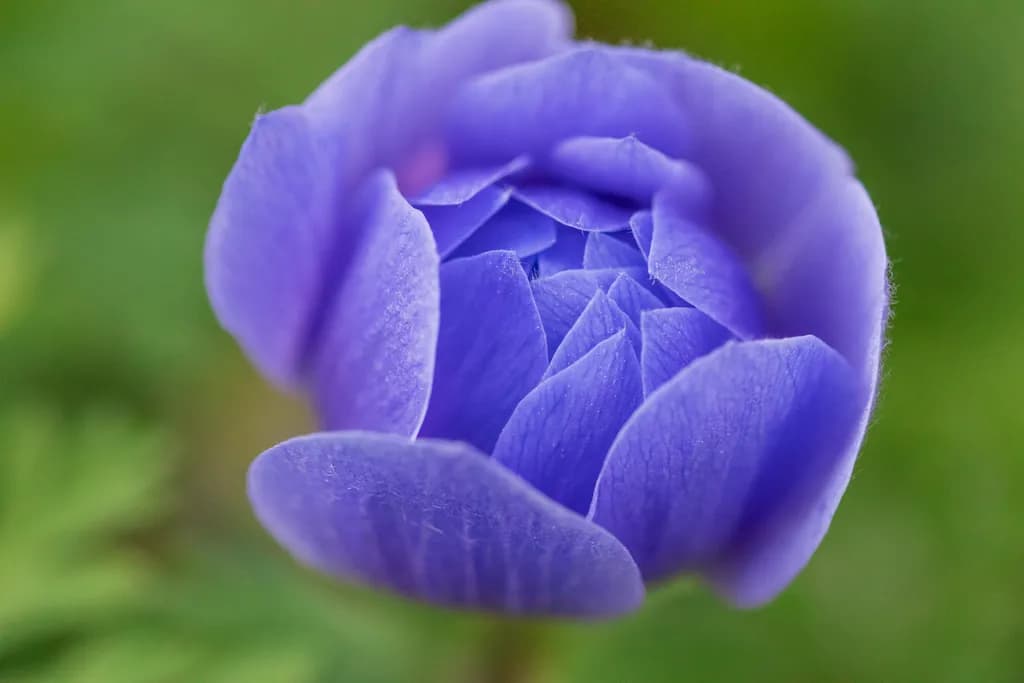 Whispers of Lavender: A Close-Up Journey into Nature's Elegance