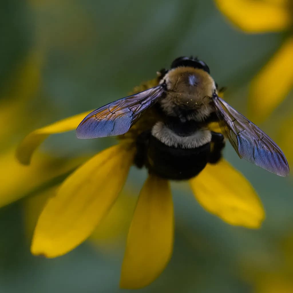 Buzzing Beauty: A Close-Up Encounter with Nature's Tiny Marvels