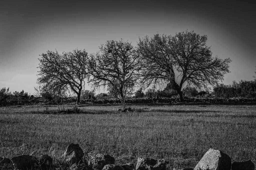 Whispers of Serenity: Monochrome Trees in a Tranquil Landscape