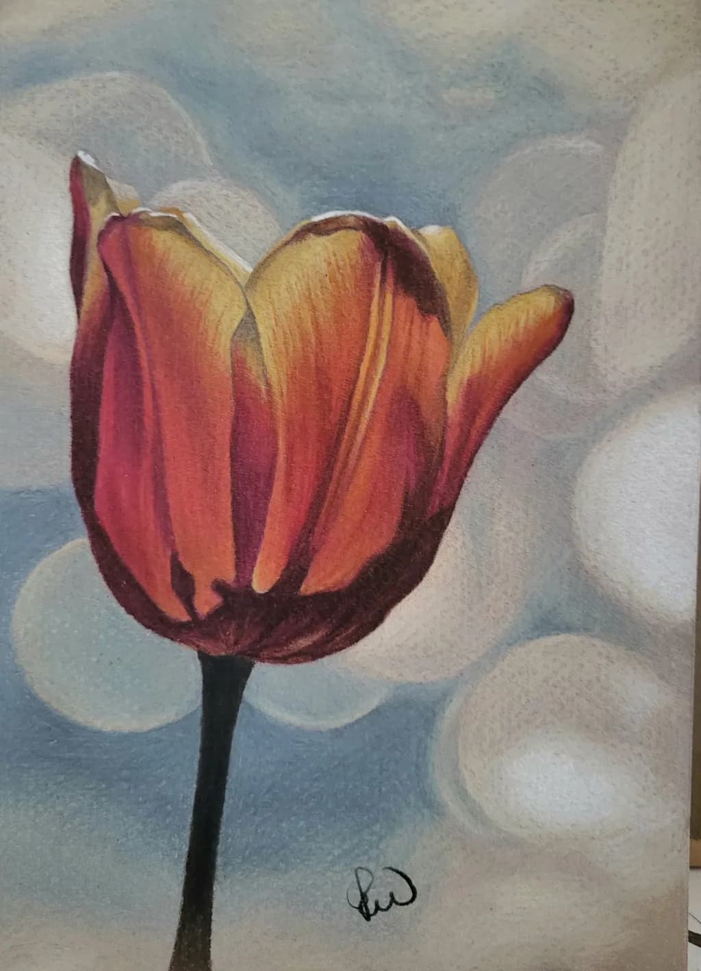 Radiant Tulip: A Journey Through Color and Light in Nature's Embrace