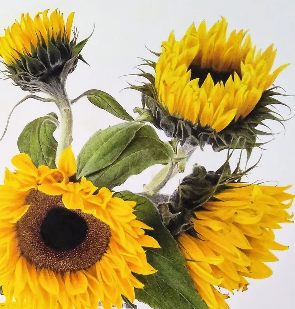 Sunlit Symphony: A Vibrant Study of Sunflowers in Bloom