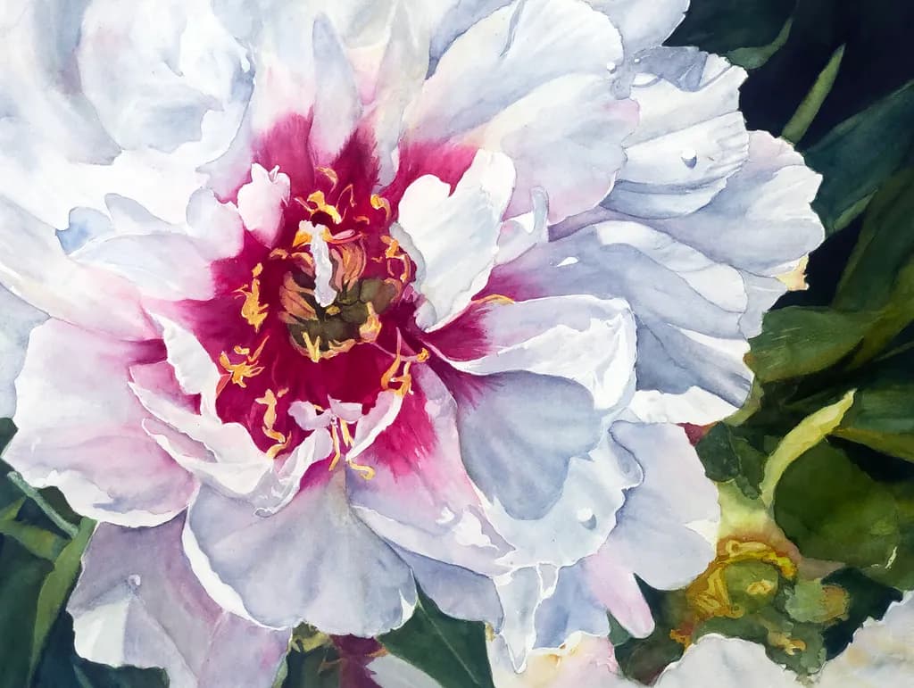 White Pink Peony