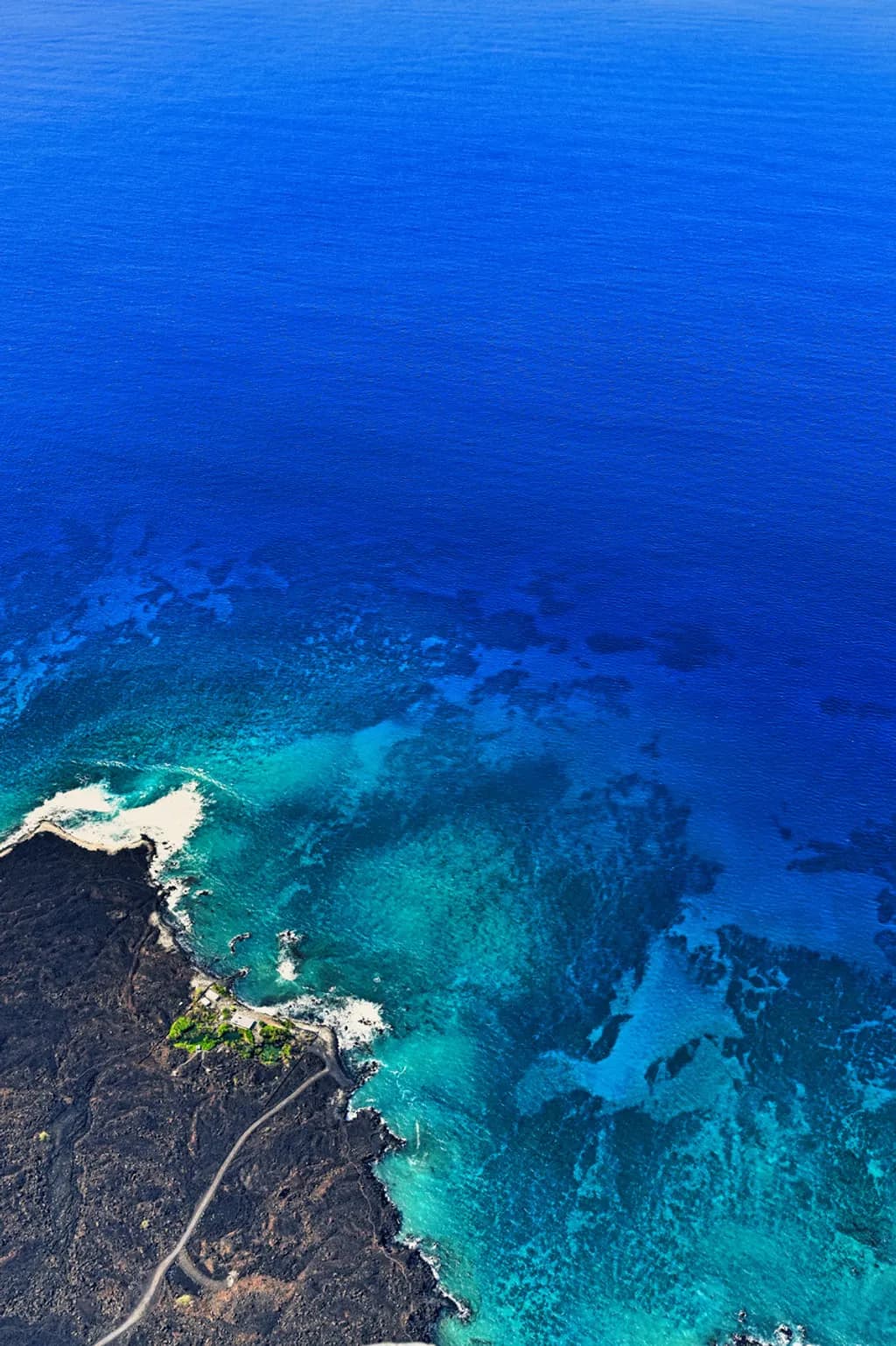 Pacific Perch