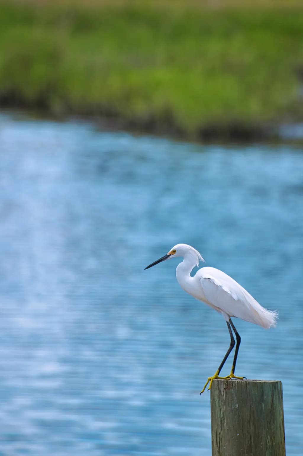 Perched on the Pier