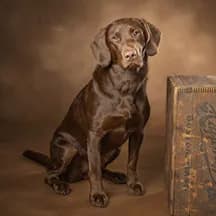 Loyal Companion: A Studio Portrait of a Chocolate Lab