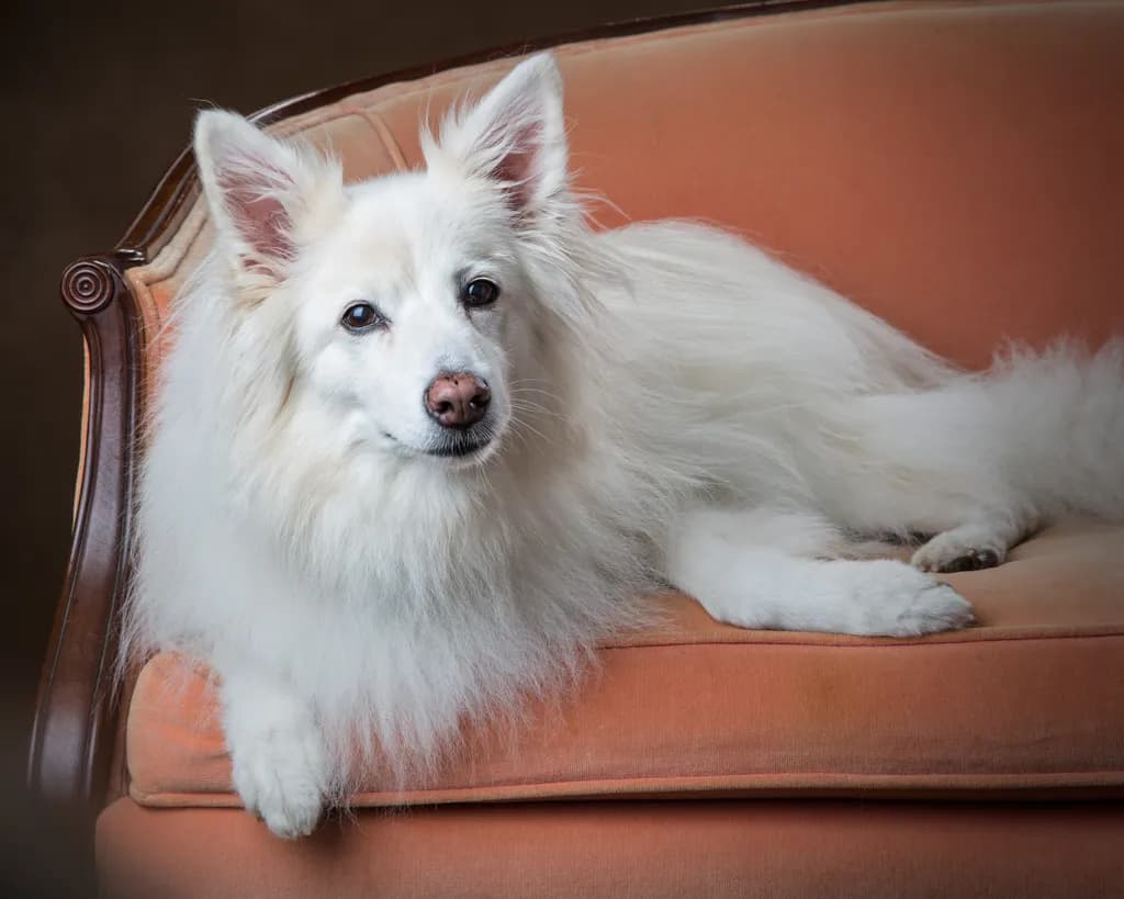 Whimsical Elegance: A Serene Portrait of a Fluffy Companion on a Vintage Sofa