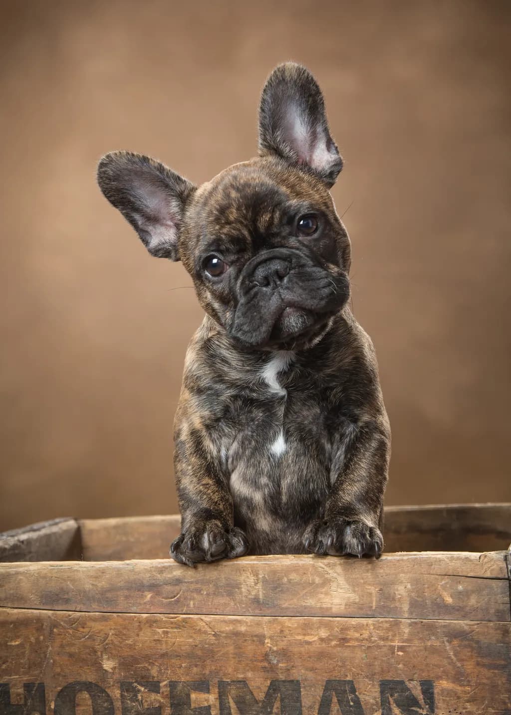 Adorable Brindle Puppy: A Curious Companion in Playful Poses
