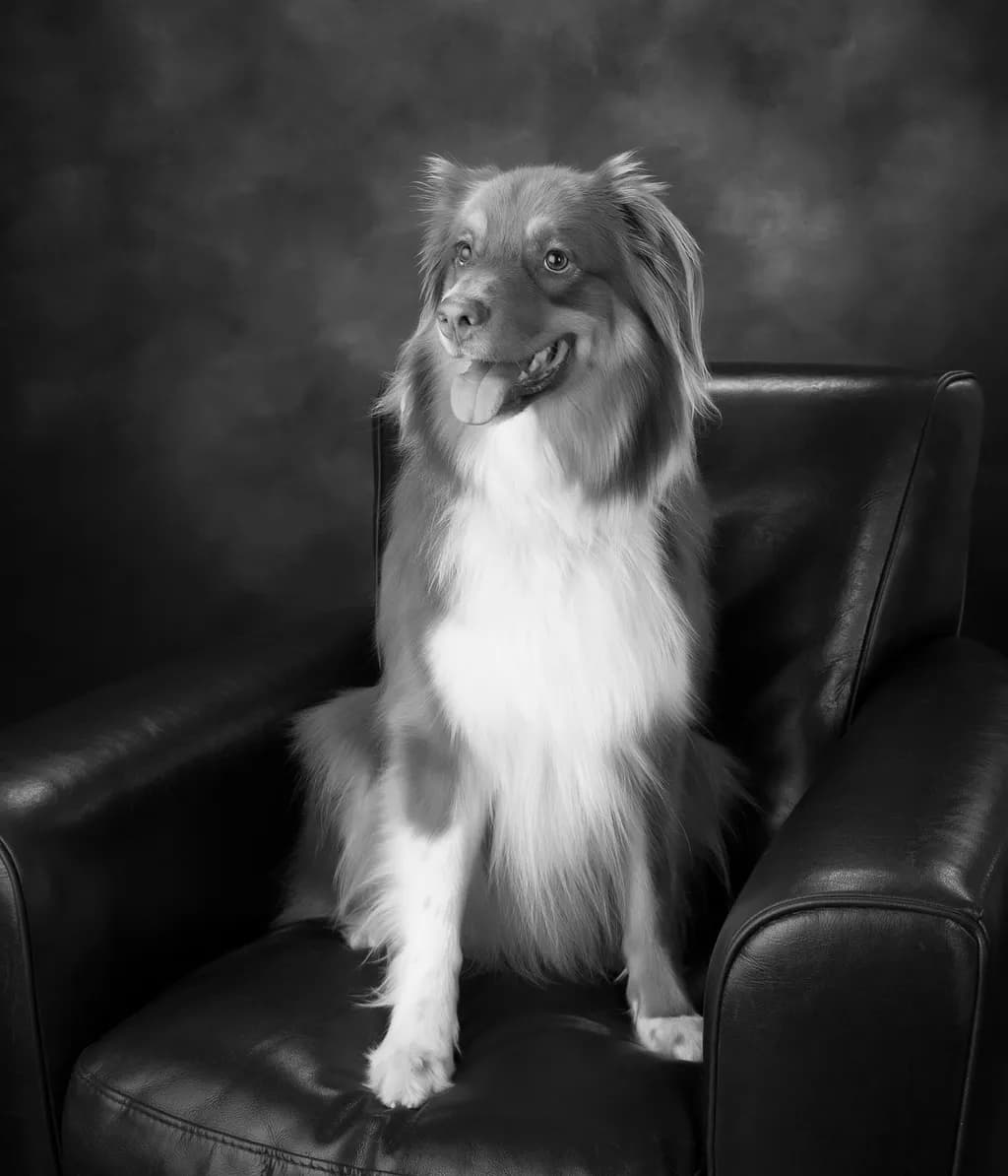 Whimsical Elegance: A Regal Dog Portrait in Monochrome Serenity