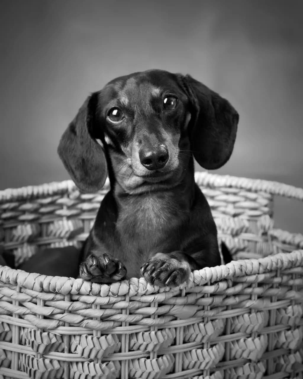 Curious Canine in a Cozy Basket: A Black-and-White Portrait of Adorable Whimsy
