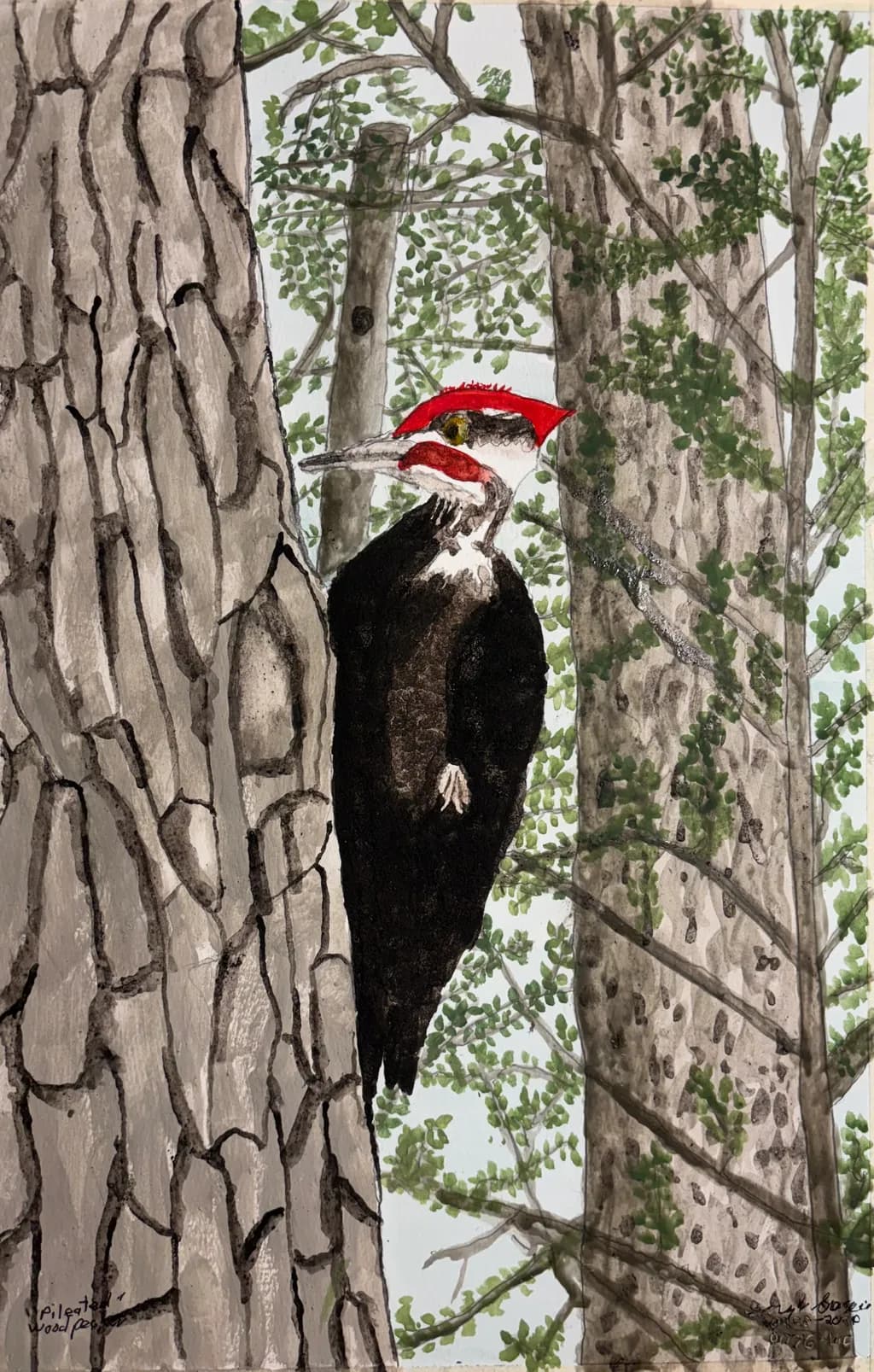 Pileated Woodpecker Tree