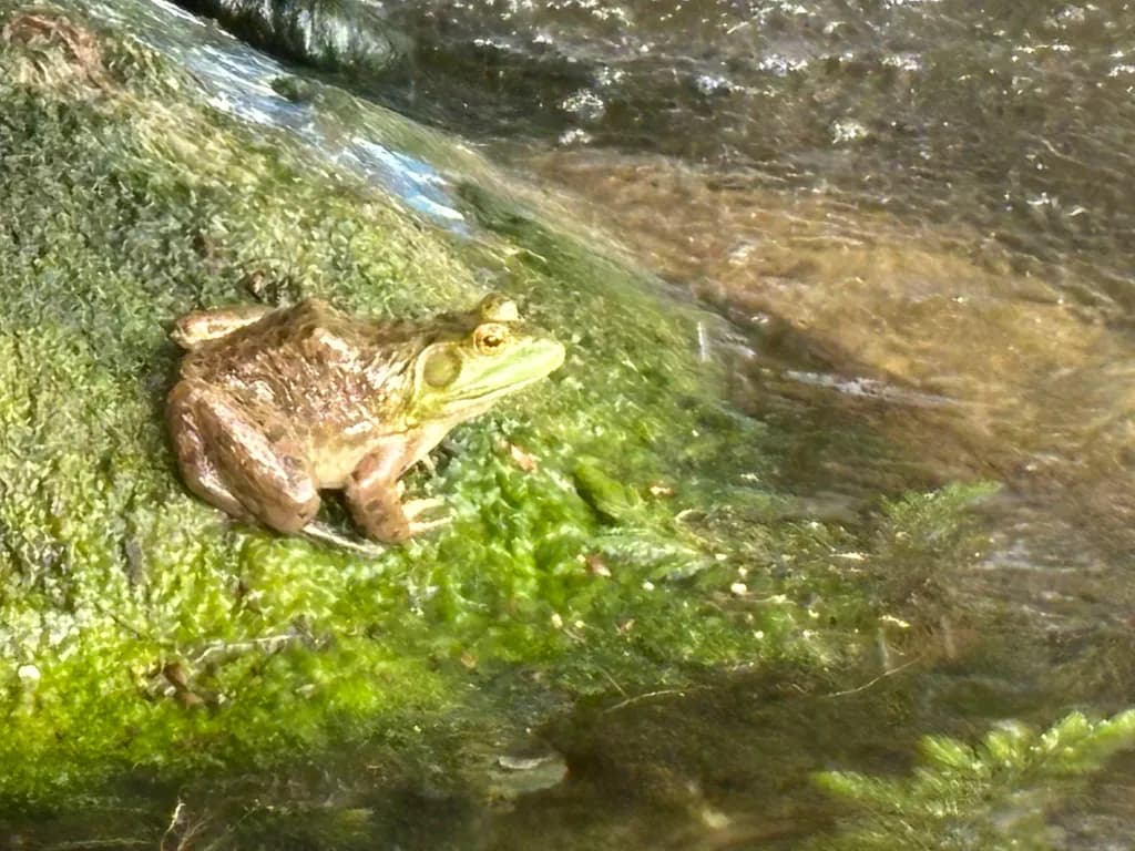 Streamside Frog Resting