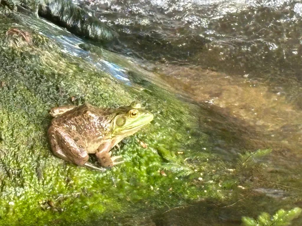 Frog on Mossy Rock