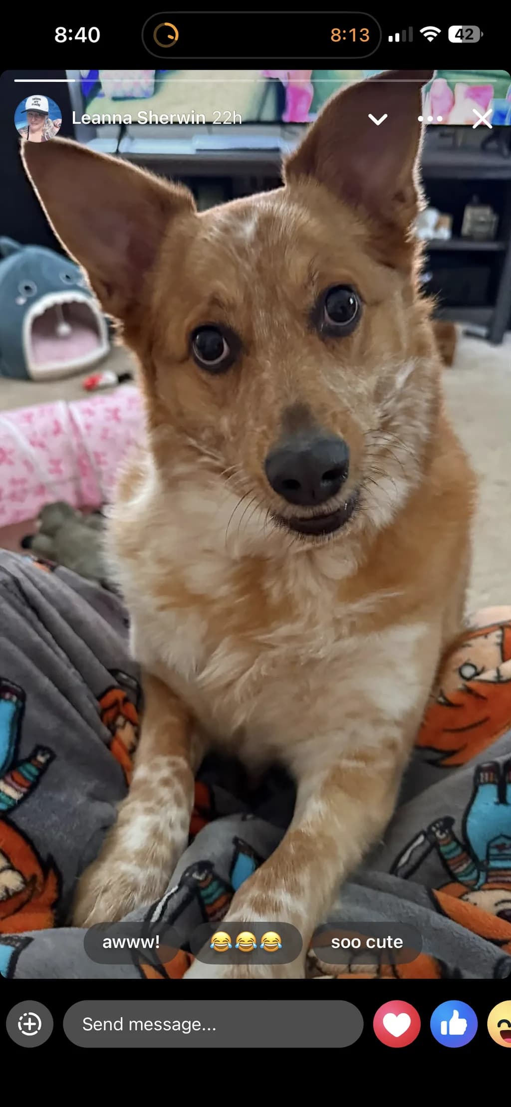 Curious Dog Portrait