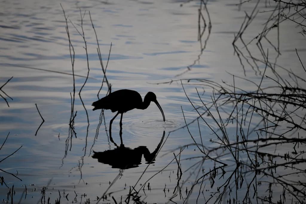 Ibis Reflection