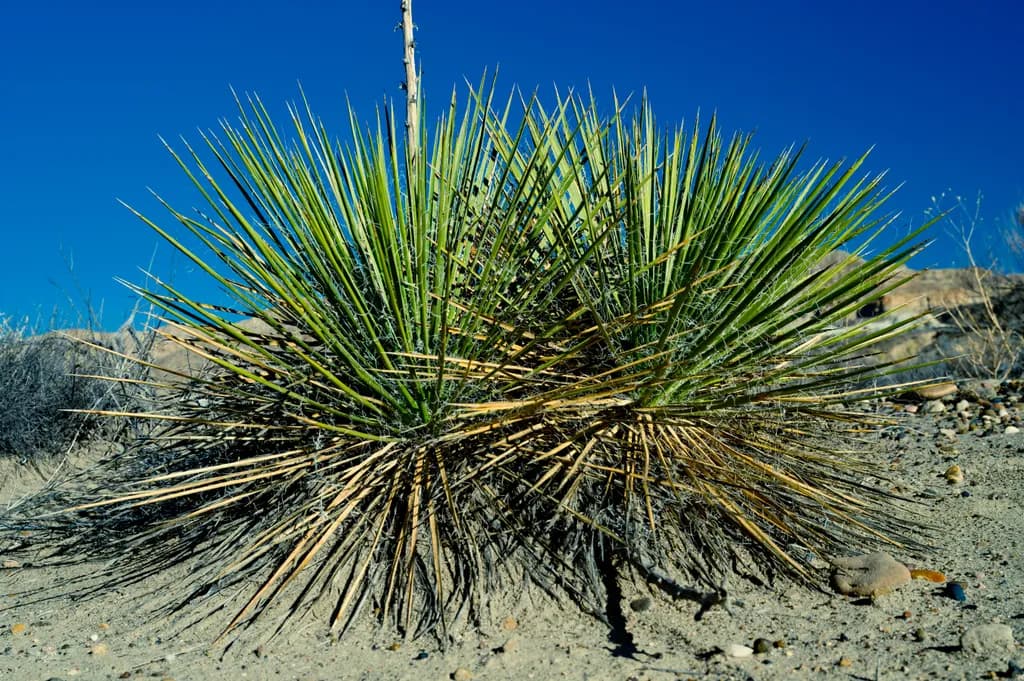 Desert Resilience