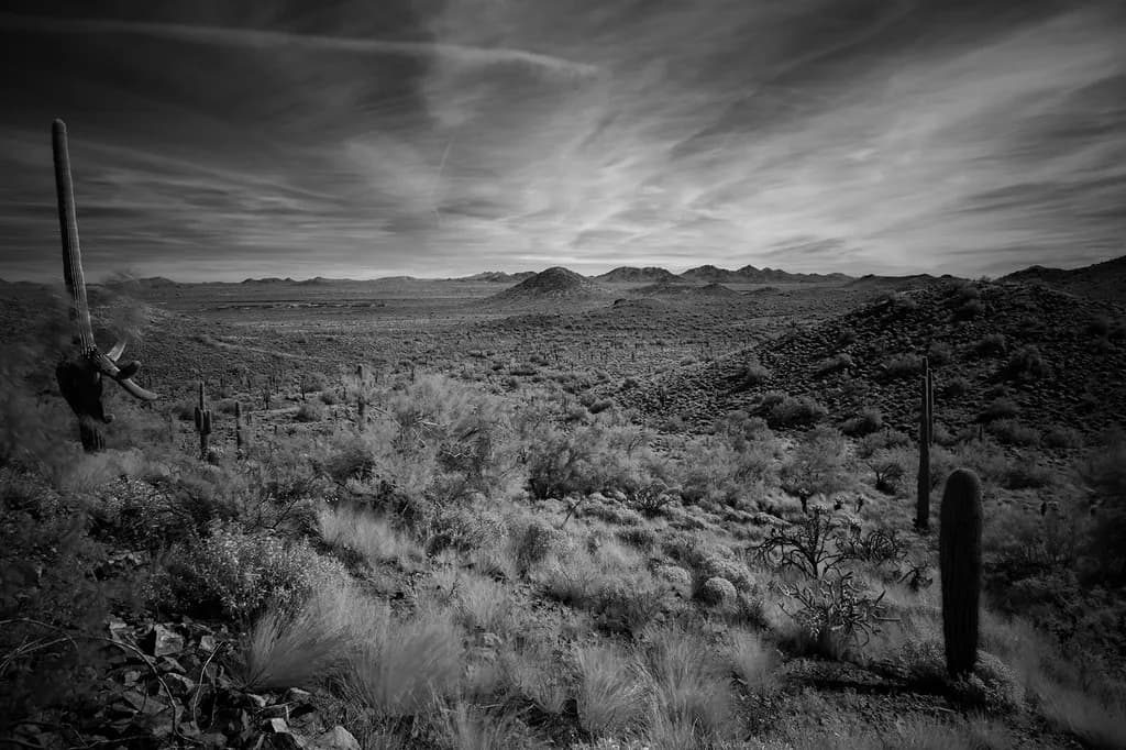 Desert Solitude