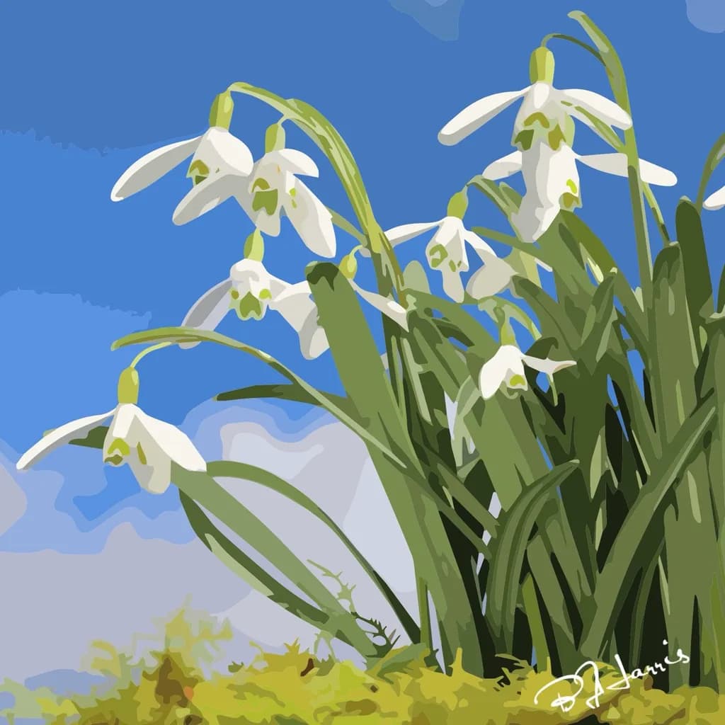 Whispers of Spring: Snowdrops Dancing Under a Blue Sky