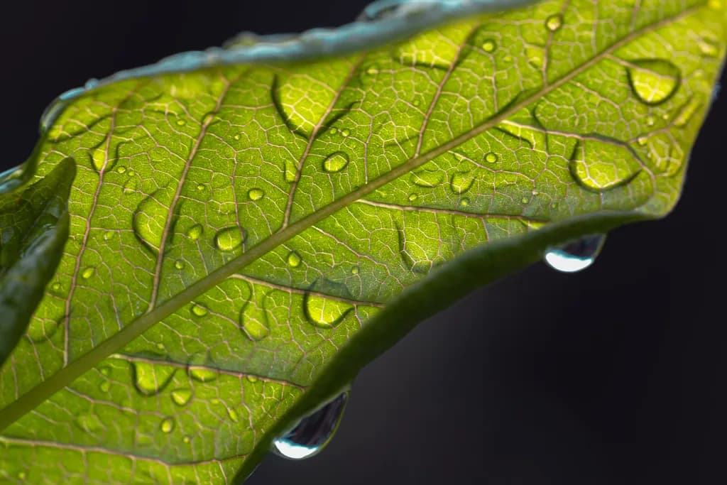 Dewy Dreams: A Close-Up Journey Through Nature's Green Canvas