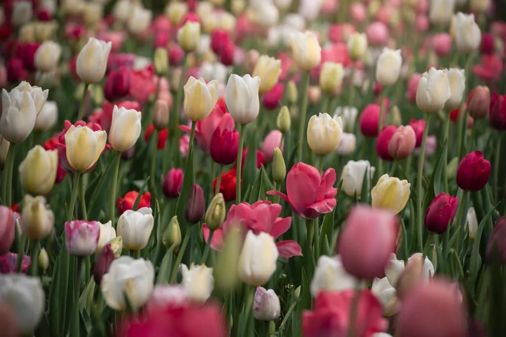 Whimsical Tulip Symphony: A Colorful Dance of Spring Blooms