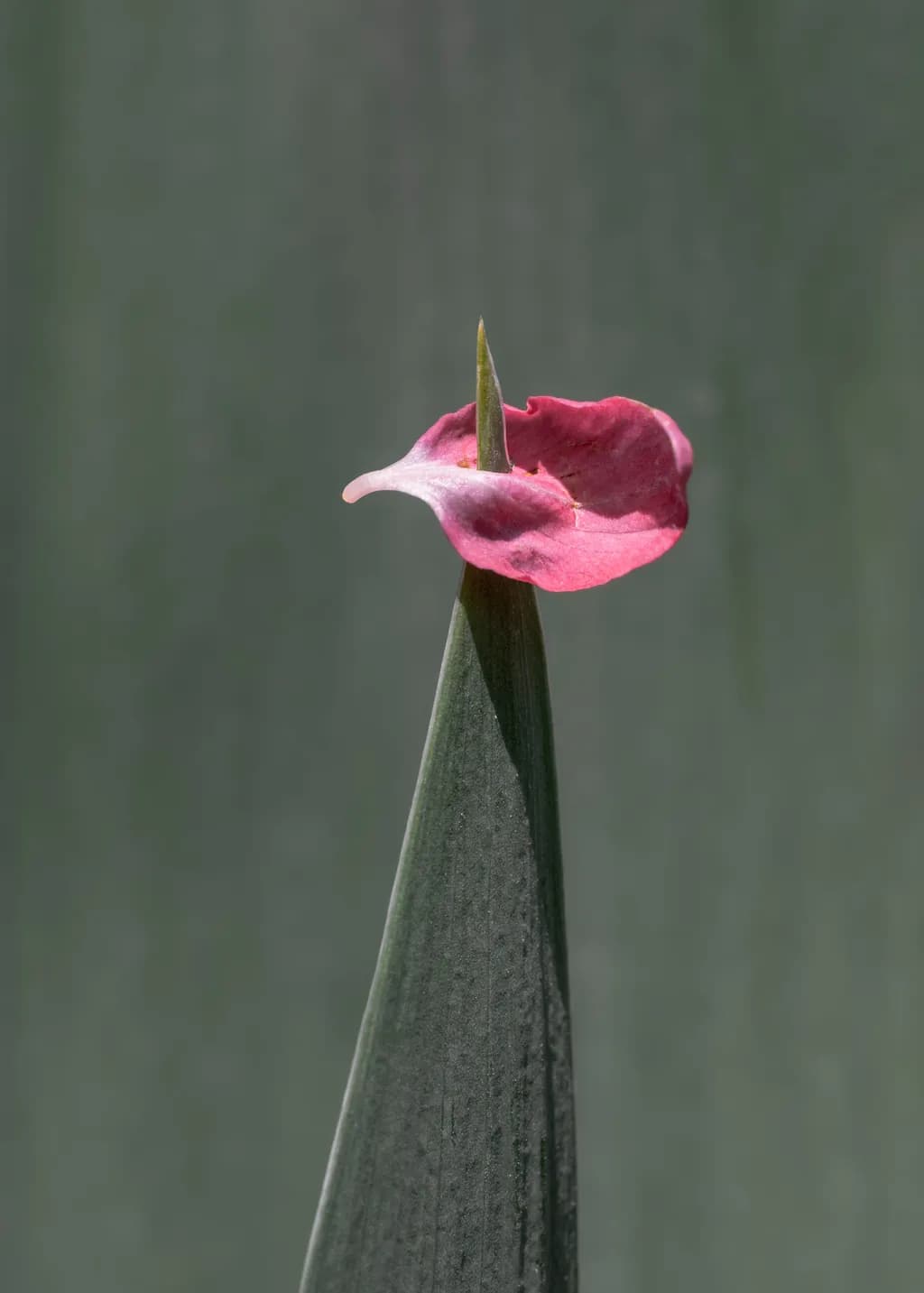 Petal on a Pinnacle: Nature's Elegant Balance