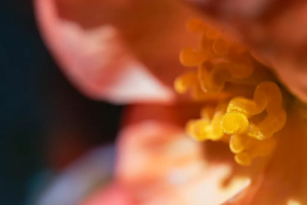 Whispers of Color: A Macro Journey into Nature's Floral Heart