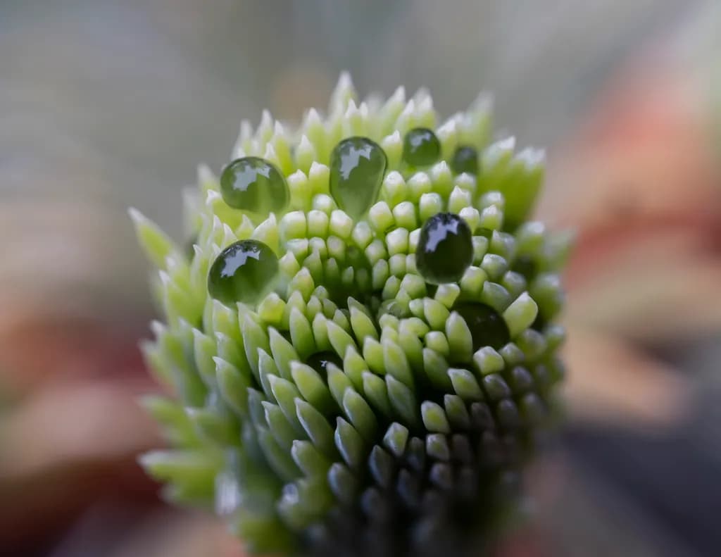 Emerald Drops: Nature's Tiny Jewels on a Green Canvas