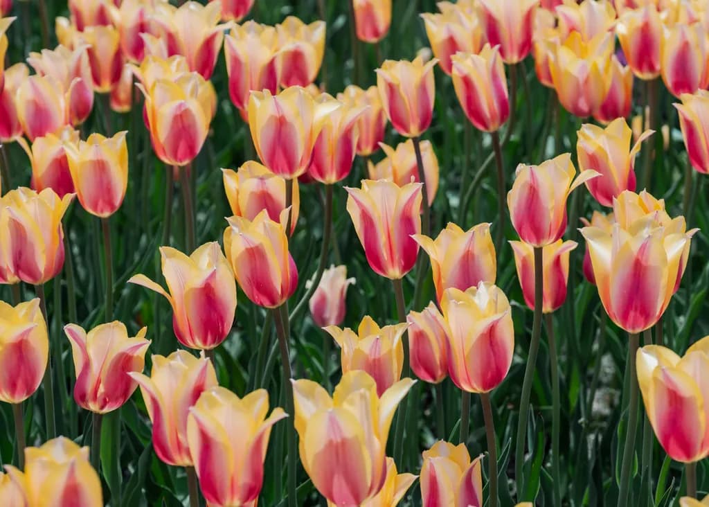 Whimsical Tulip Serenade: A Dance of Pink and Yellow Blooms in Nature's Palette