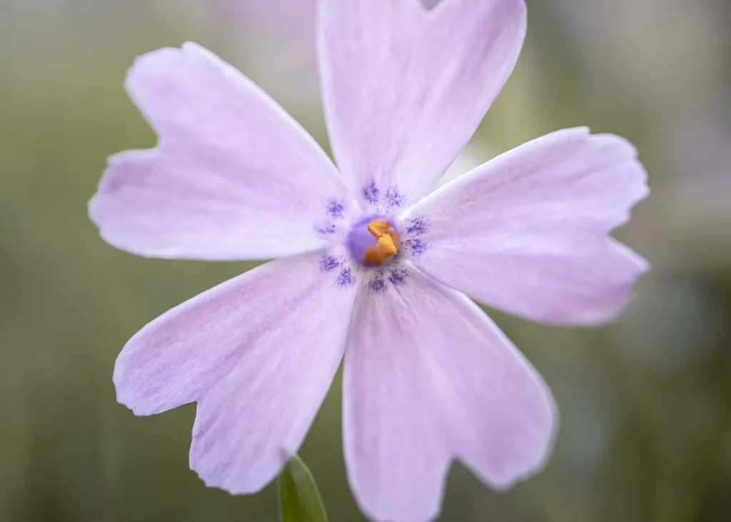 Whispers of Spring: A Delicate Dance of Lavender Petals