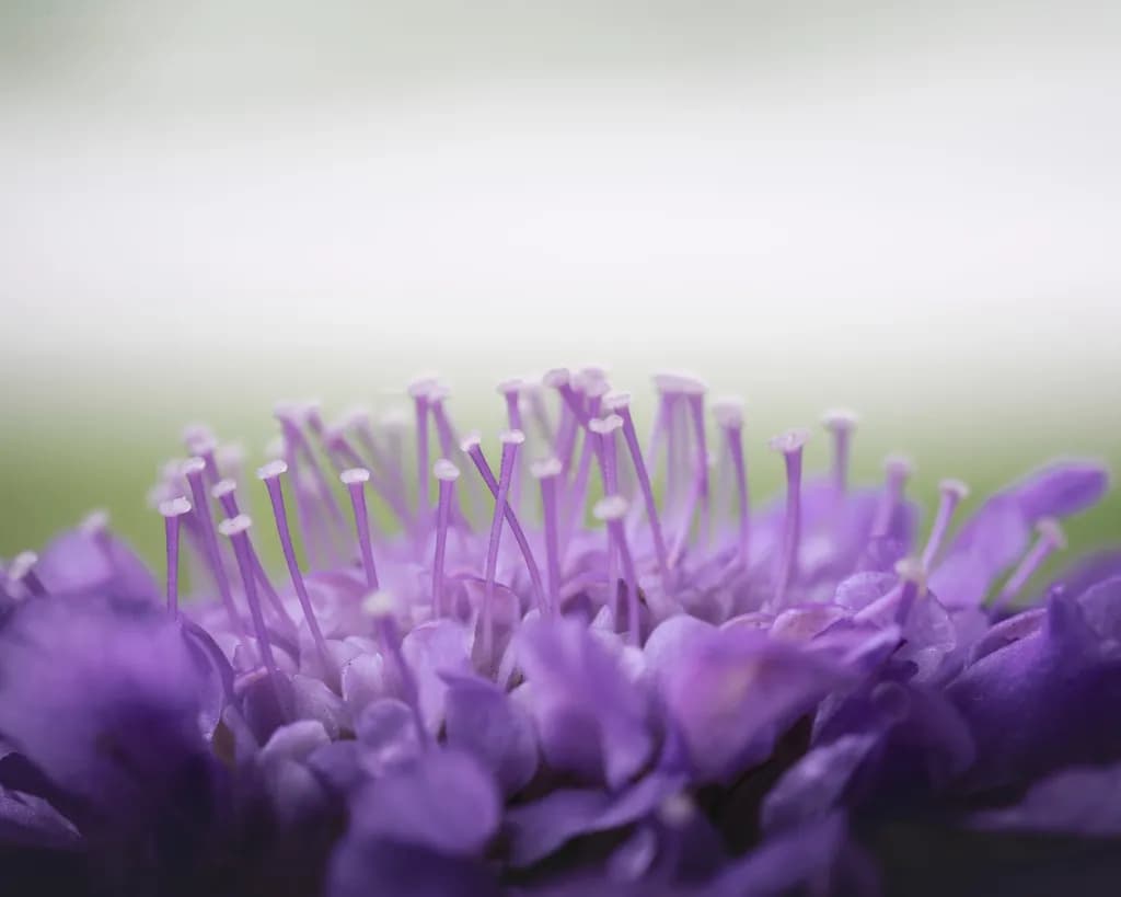 Whispers of Lavender: A Close-Up Journey into Nature's Delicate Beauty