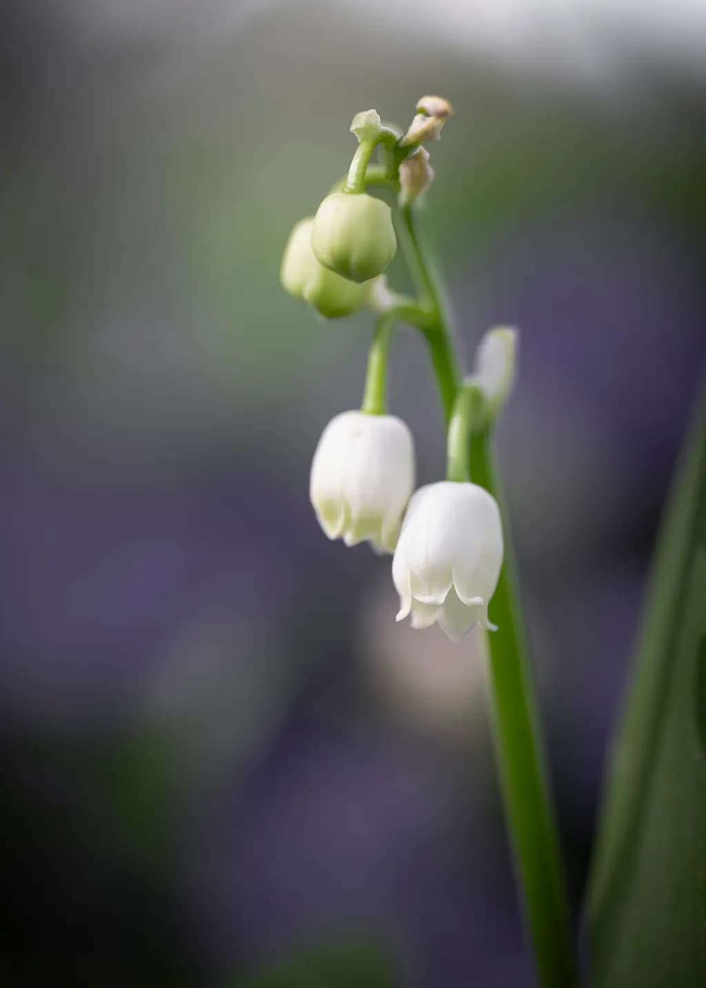 Whispers of Spring: Delicate Lily of the Valley Blooms in Soft Focus