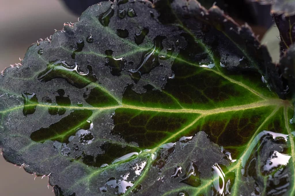 Whispers of Nature: A Close-Up Journey Through Dew-Kissed Leaves