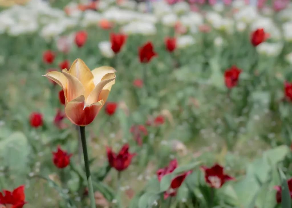 Golden Tulip in a Sea of Colorful Blooms: A Garden's Whisper