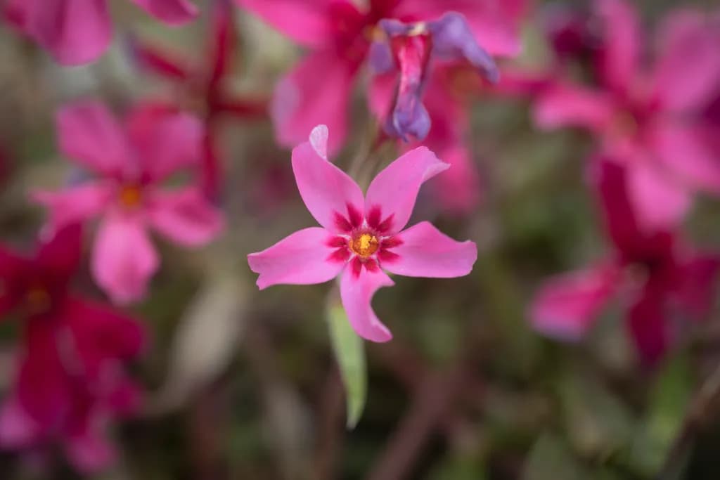 Whimsical Blooms: A Dance of Pink Petals in Nature's Palette