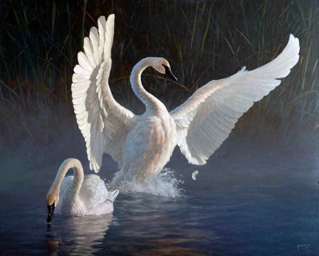 Ethereal Dance of Swans: A Serene Moment in Nature's Embrace