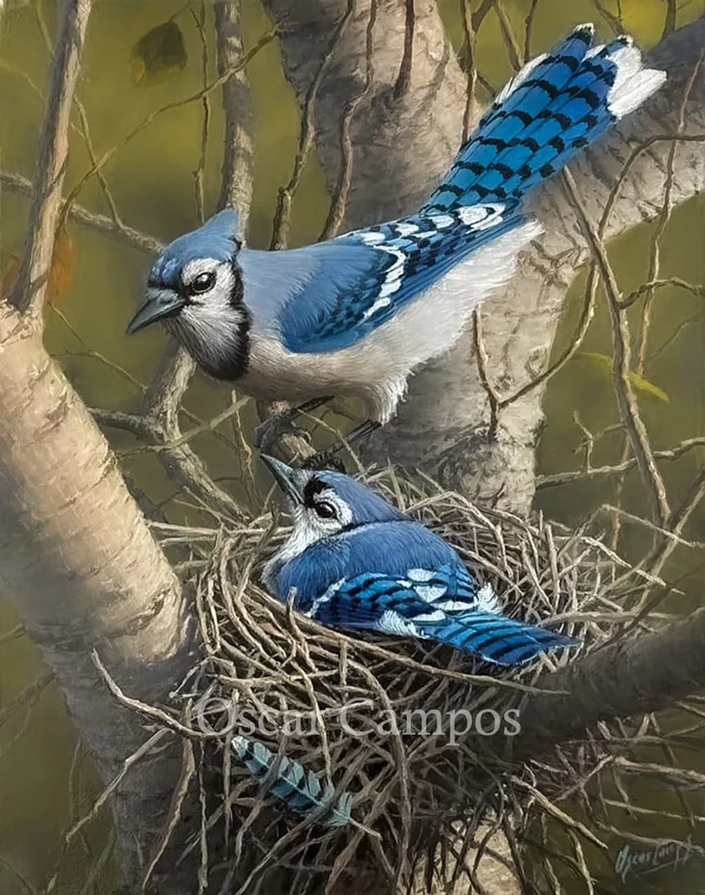 Blue Jays Nesting