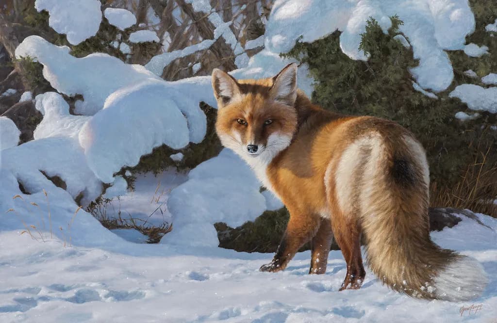 Red Fox in Snow
