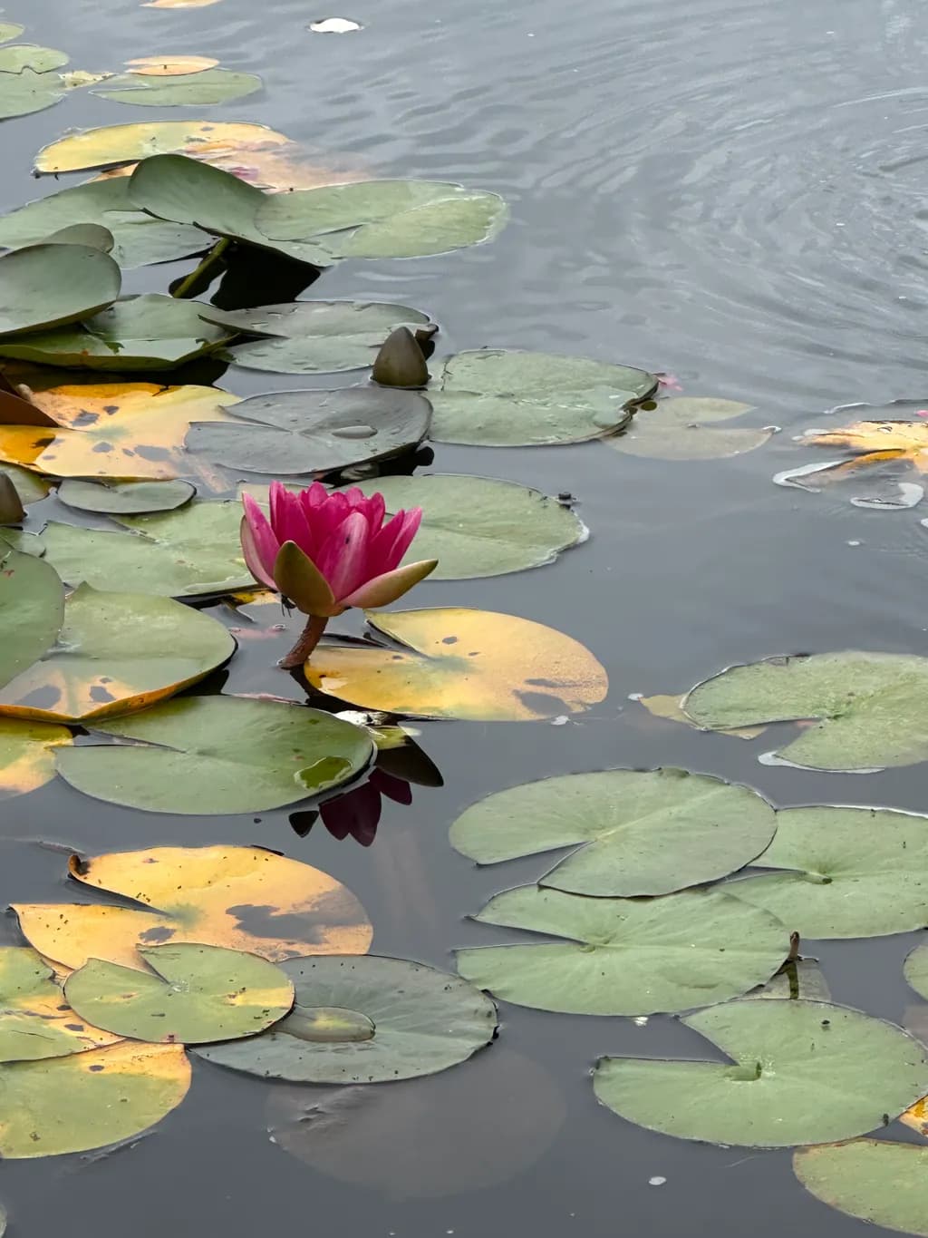 Serenity in Bloom: A Pink Lotus Amidst Tranquil Waters and Golden Leaves