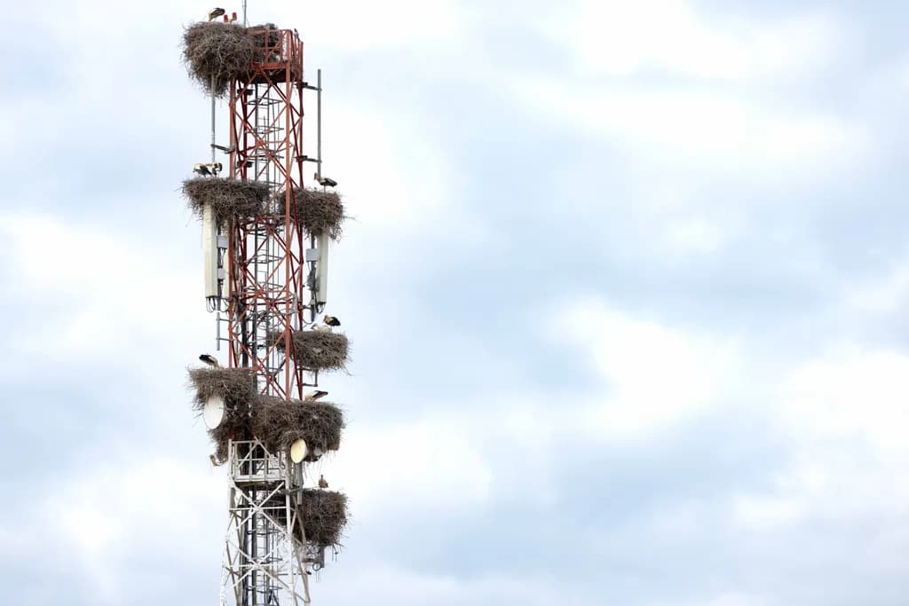 Urban Nesting: A Symphony of Nature and Technology on a Cell Tower