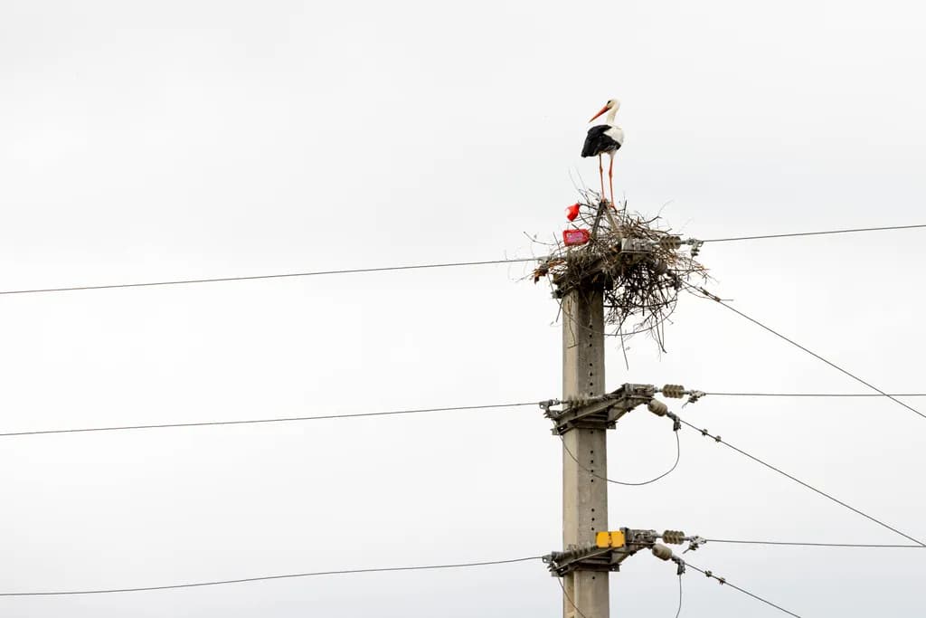 The land of Storks