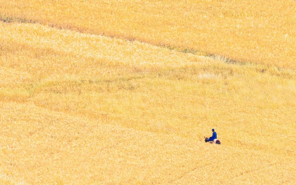 The lone horseman