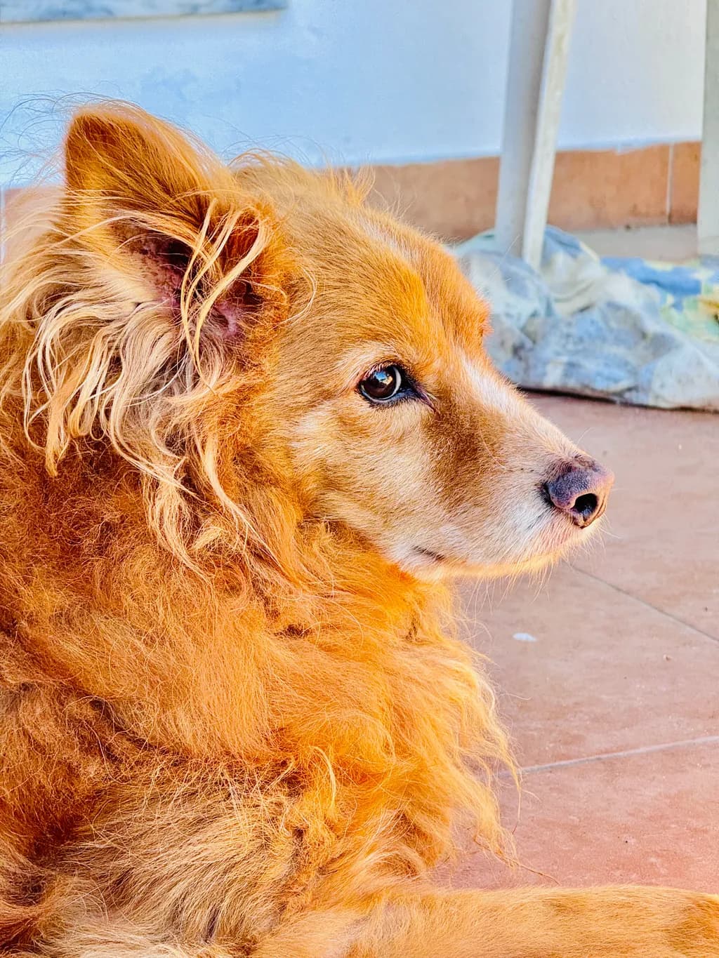 Golden Serenity: A Portrait of a Gentle Soul
