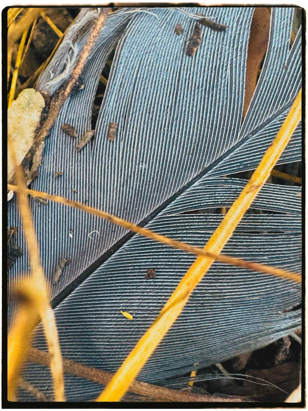 Frayed