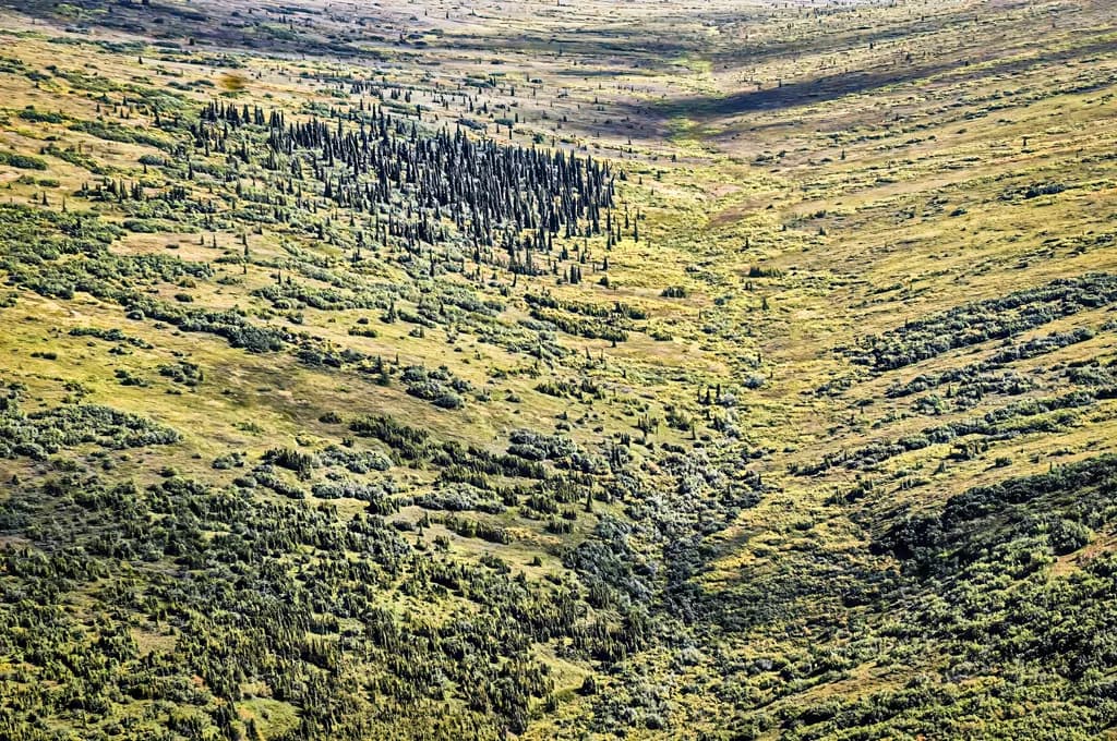 Denali Landscape