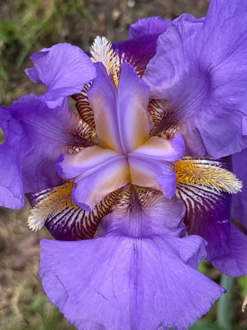 Whispers of the Iris: A Vibrant Dance of Purple Petals and Golden Stamen