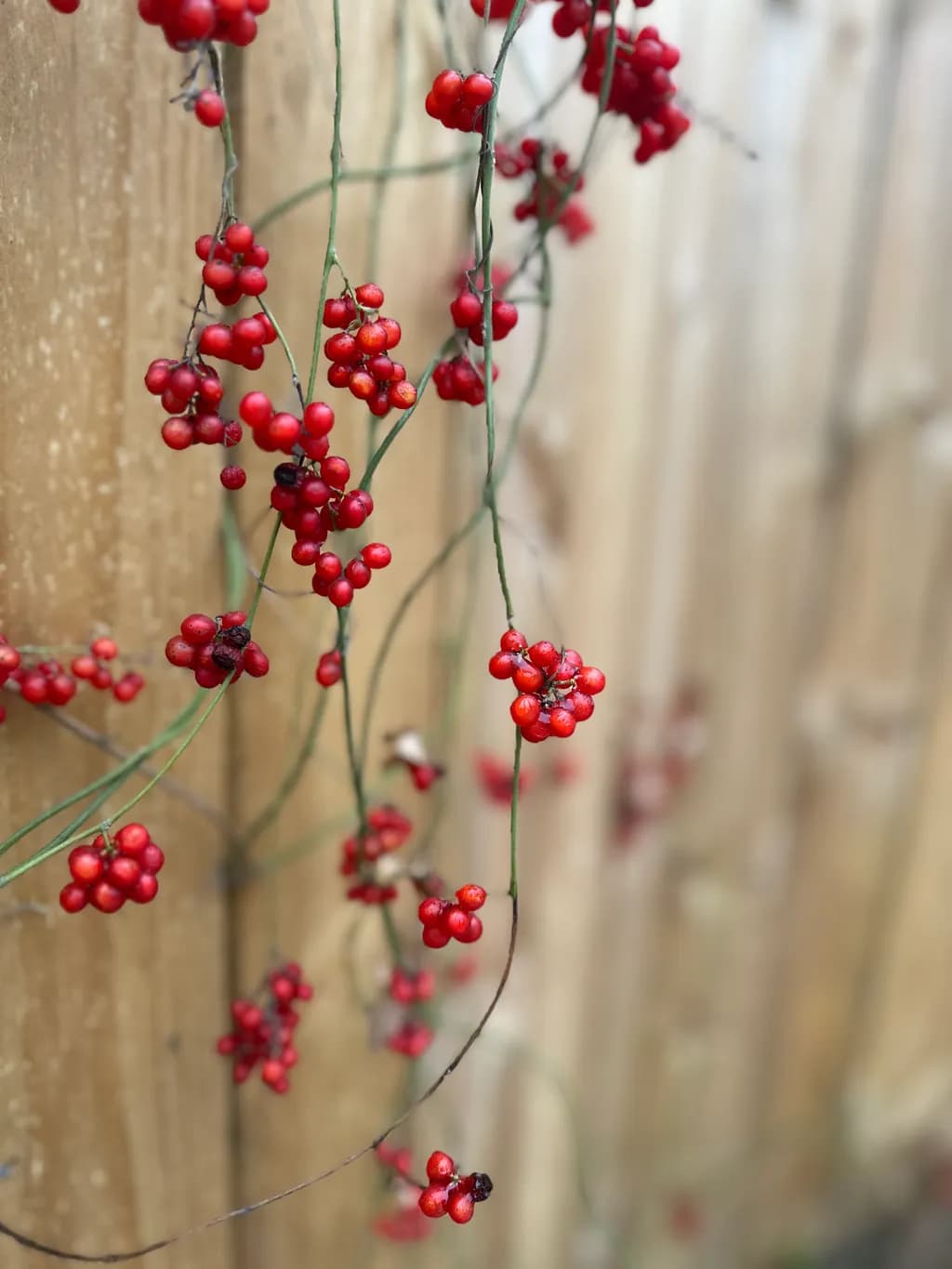 Crimson Whispers: A Dance of Nature's Berries on Rustic Wood