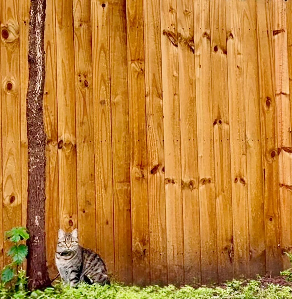 Whispers of Curiosity: A Feline Encounter with Nature's Textures