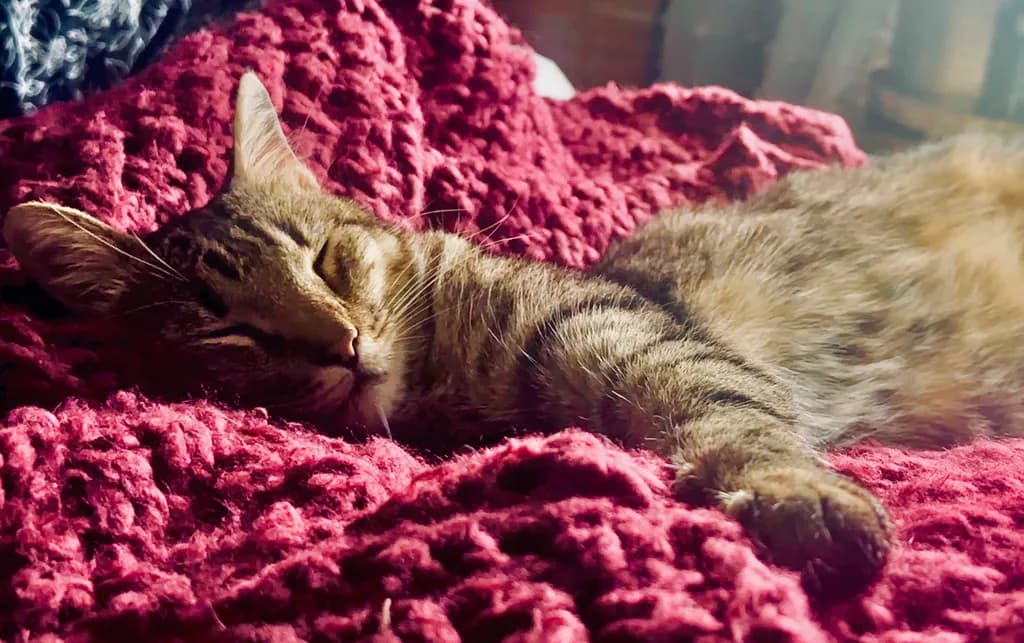 Cozy Cat Nap: A Serene Moment of Peace and Relaxation on a Soft Blanket