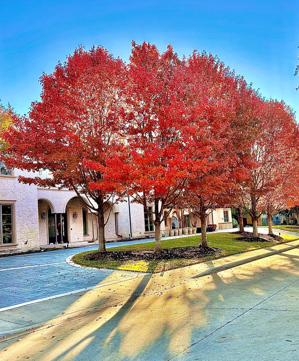 Autumn's Embrace: A Vibrant Dance of Red Trees and Blue Skies